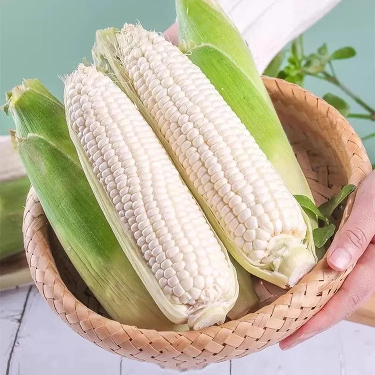 苏北农家自种白糯米奶白玉米可生吃可煮着吃整箱发货