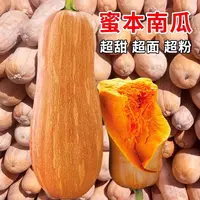 【满五包包邮】蜜本南瓜种子粉糯香甜肉细春夏秋四季蔬菜种籽