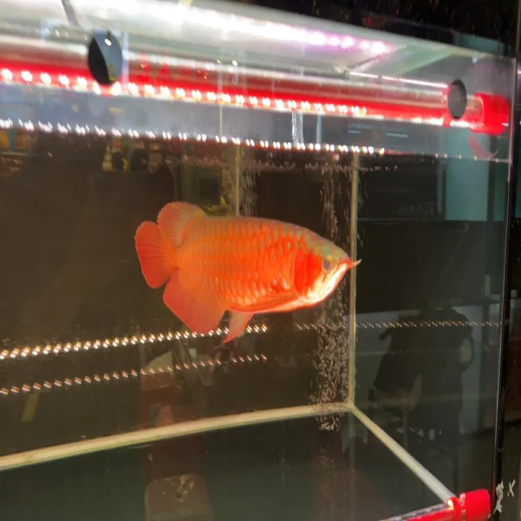 印尼血红龙胸鳍长满鳃红大尾巴