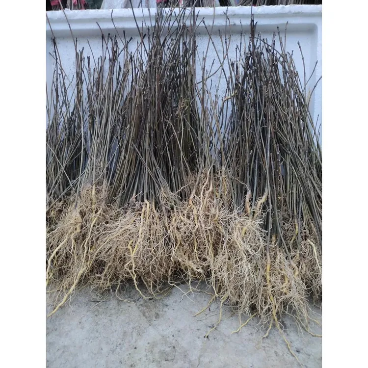 四川厚皮黄柏树苗粗皮现挖保湿发货 