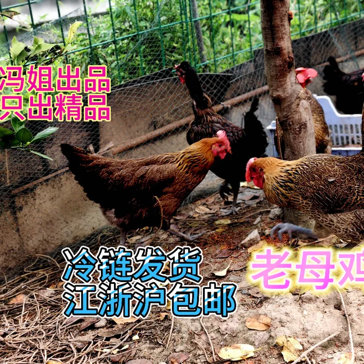 冯姐果园老母鸡江浙沪包邮到家