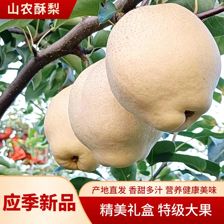 【达人优选】山农酥梨现摘现发脆甜个大甘甜无渣当季水果汁水多