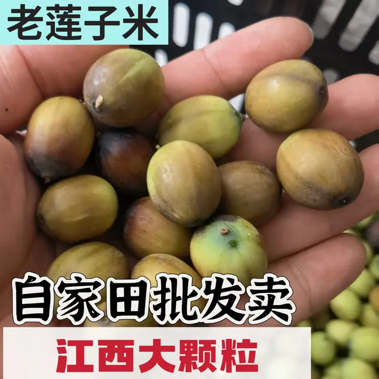 新鲜现摘老莲子米褐色带壳老莲子成熟莲子广昌白莲纯莲子米煲汤