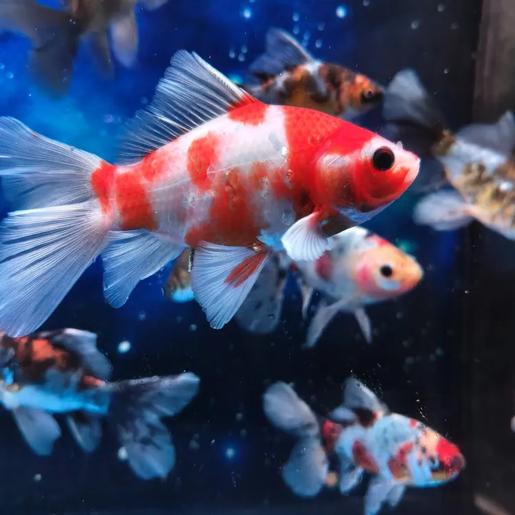 观赏鱼 布里斯托   草金 蝴蝶鲤 熊猫 玛雅 变异三色 红荷包