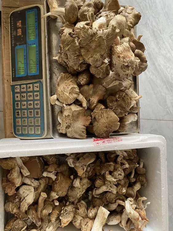 东北大山野生现采梨树磨新鲜山野菜