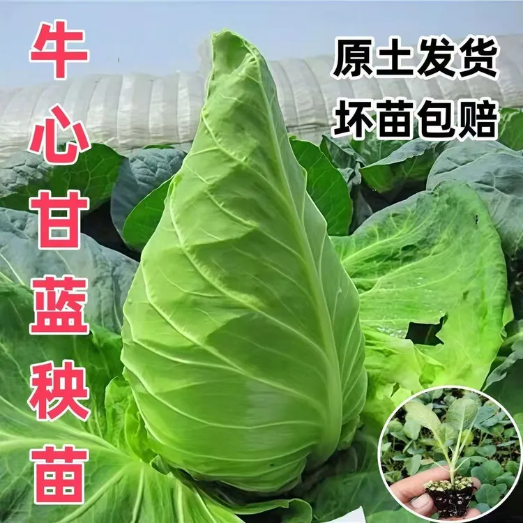 牛心甘蓝秧苗甘蓝苗苗早熟特大高产卷心包菜蔬菜秧苗正宗包菜苗