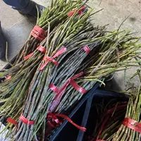 中缅农品  石斛鲜条