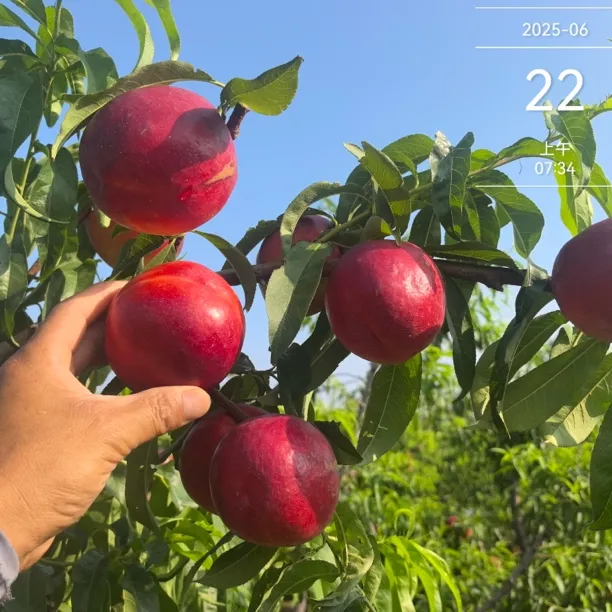 酥姿红玫瑰3号6月22号成熟 油桃 优质品种苗  桃树苗