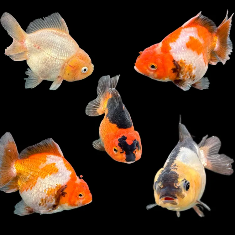 精品金鱼玛丽泰狮玛丽鎏金冷水观赏鱼好养耐活淡水招财小型鱼活鱼