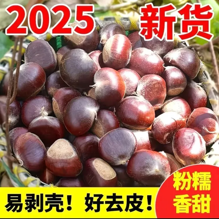 新鲜现摘香甜粉糯好剥皮的板栗美味即食