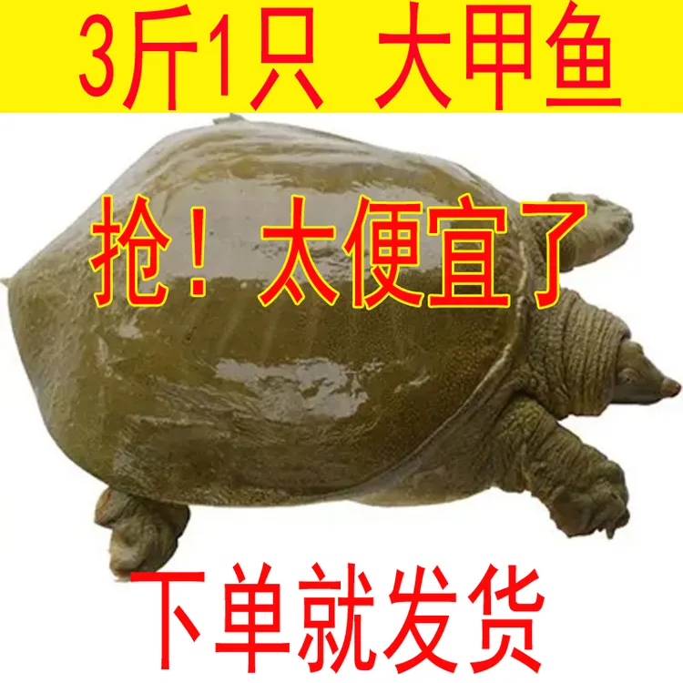 【活动促销】【5年大甲鱼】散养甲鱼3斤1只  滋补老母鳖【好吃营养】 