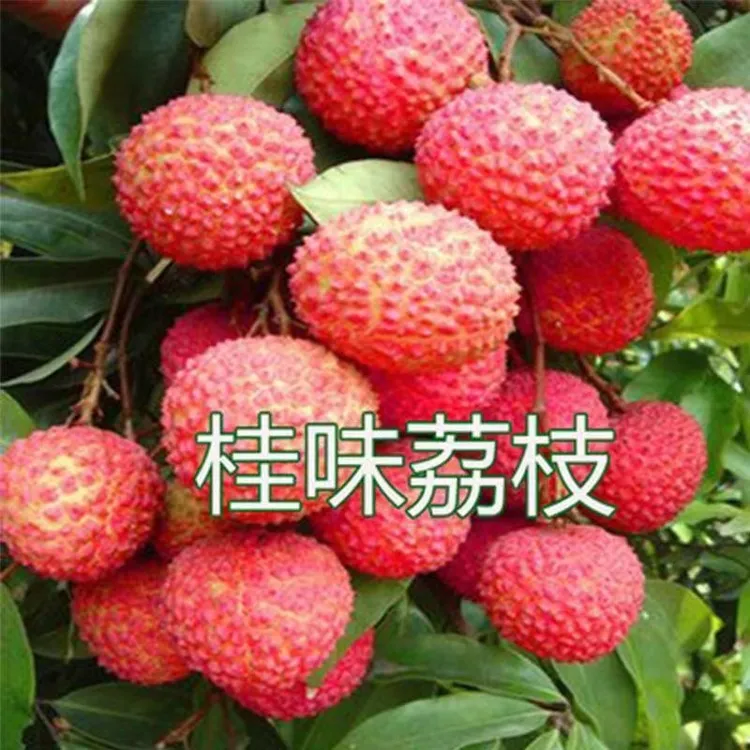 荔枝苗、正宗桂味荔枝、优质嫁接苗，原土原杯发货，好果树苗荔枝树苗