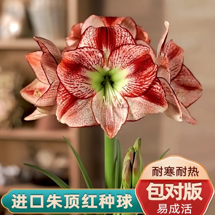 进口荷兰重瓣朱顶红种球四季开花大花浓香好养活大球室内植物盆栽