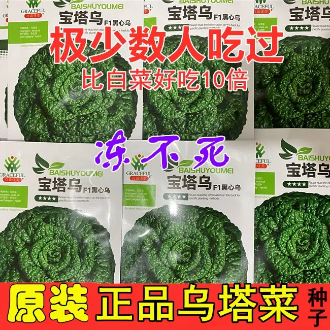 超级耐寒乌塔菜正宗宝塔乌种子蔬菜