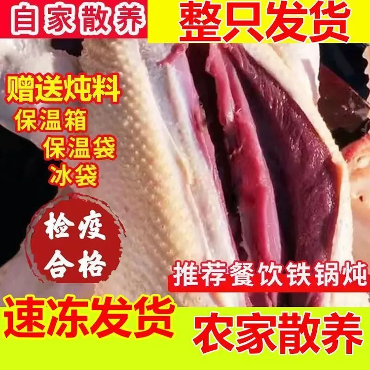 【农家新鲜散养驰雁】东北地锅炖整只非东北大鹅人工屠宰拔毛非土鹅