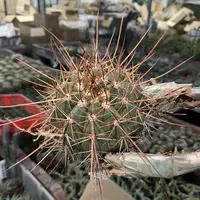 长刺赫云（断刺不包）      仙人球漳州基地直发 新手好养