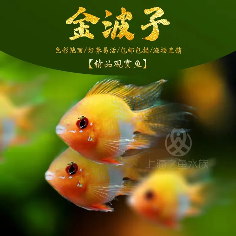 桃心金波子阿凡达凤凰鱼皮卡丘宝篮球热带观赏鱼活体热带鱼观赏鱼