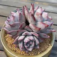 从前慢多肉精选编号0223.320