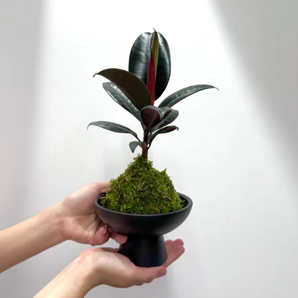 黑金刚橡皮树盆栽室内客厅办公室四季常青净化空气好养