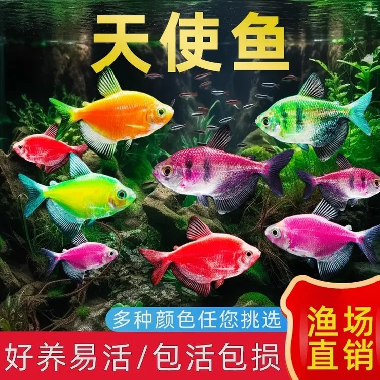 糖果天使鱼鱼粮五颜六色混搭发货好养无需加热耐活混养孔雀鱼ZZ