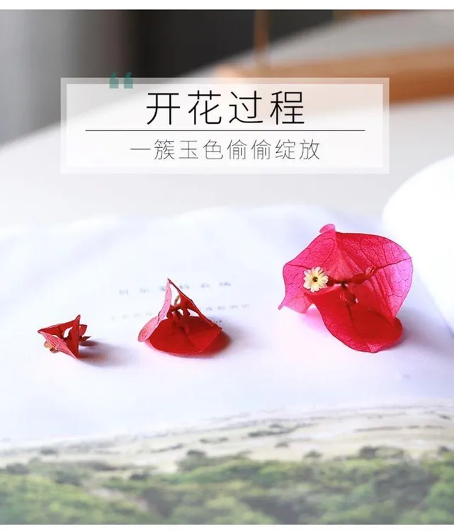 【一物一拍】同安红三角梅石楠花壮苗好养活四季开花室内盆栽花卉