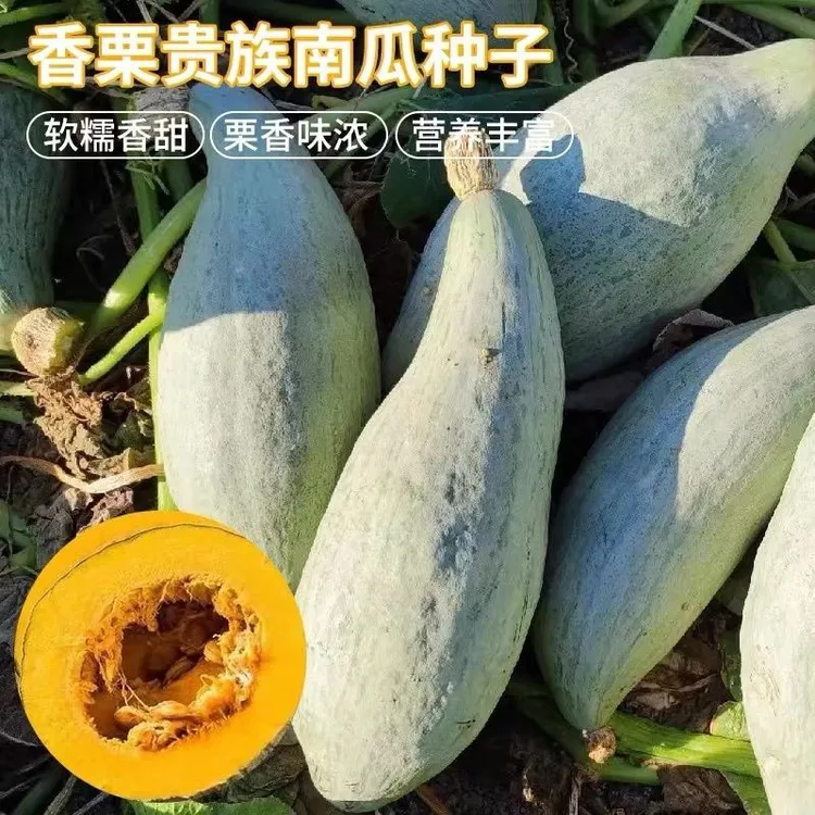 {}新上正宗贵族南瓜种子青皮南瓜大果专用粉面丑瓜甜糯小南瓜