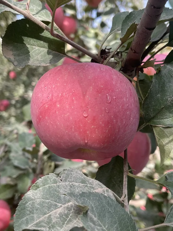 【一级大果】阿克苏冰糖心苹果脆甜多汁新鲜水果80-90的大果 5斤