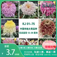 石头花匠中国传统大菊苗75个品种 燕山秋韵 独本菊花多年生宿根 