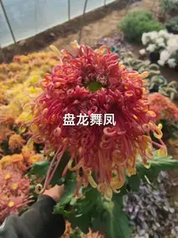 九月菊【盘龙舞凤】盆栽菊花大苗室内阳台花卉花
