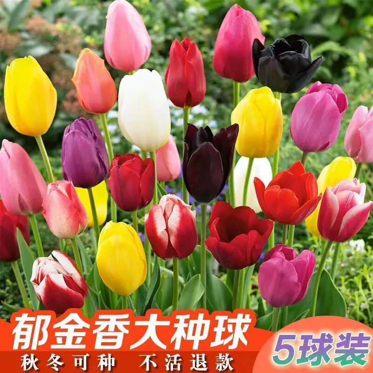 荷兰郁金香种球室内外土培花卉水培盆栽带花秋冬季花种子易种