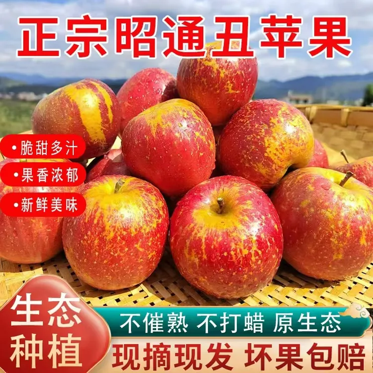 当季昭通丑苹果脆甜多汁现摘现发冰糖心苹果