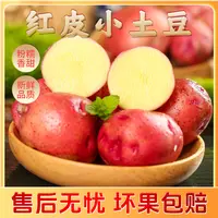 云南红皮小土豆新鲜现挖