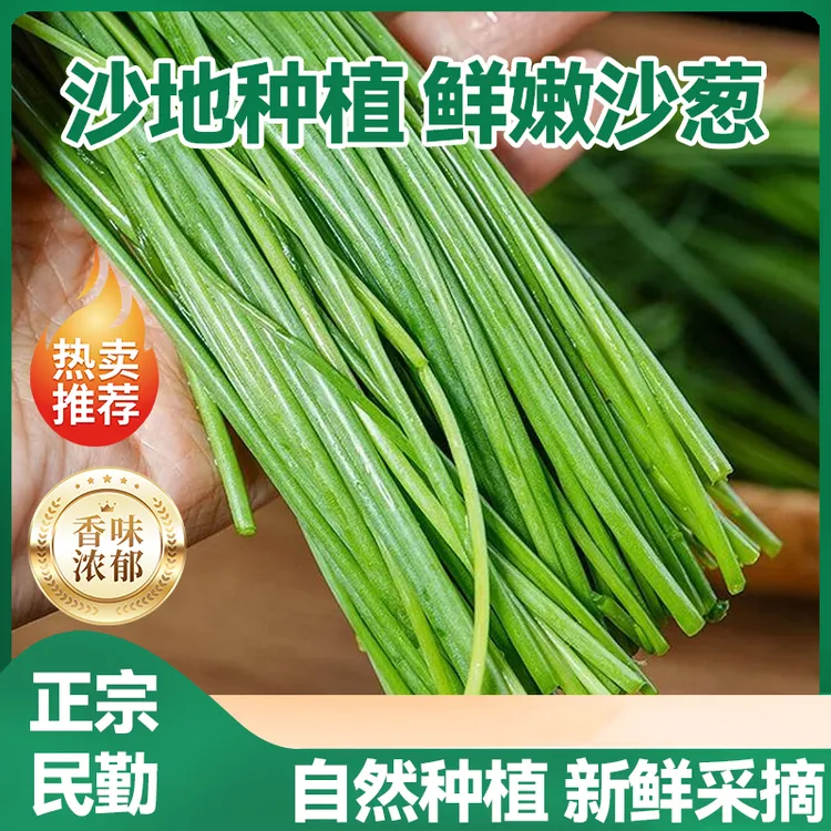正宗民勤大漠鲜产沙葱人工挑选现摘现发绿色种植自然生长辛香爽口