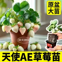 香甜天使ae草莓秧苗原土盆粉玉红颜真红美玲天使ae草莓阳台小院