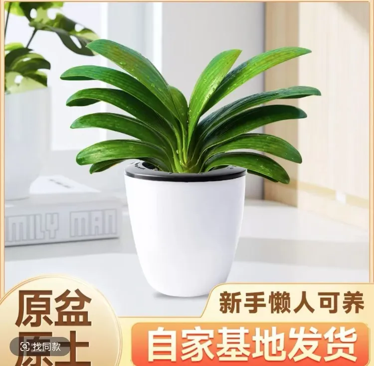 精品短叶君子兰，使用原盘原土发货，春冬季开花，室内盆栽推荐合适