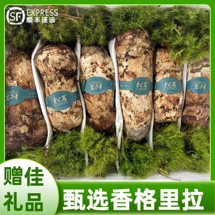 新鲜松茸5-7厘米云南正宗香格里拉煲汤炖鸡刺身美味食用 顺丰空运