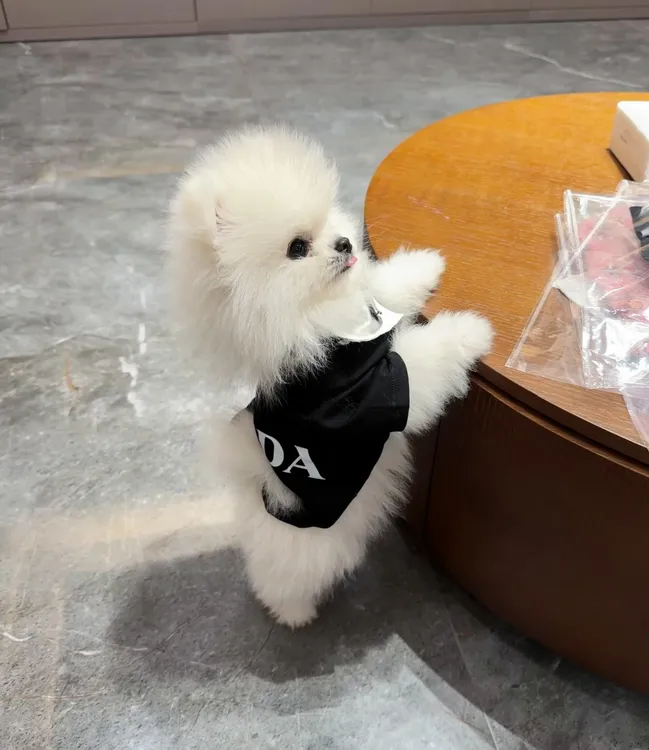 夏季潮牌狗狗短袖创意设计口水斤PRA家潮牌短袖猫猫短袖