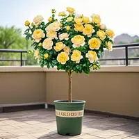 【多种颜色选择】1米-1.3米多种色月季花棒棒糖大苗苗盆栽四季开花