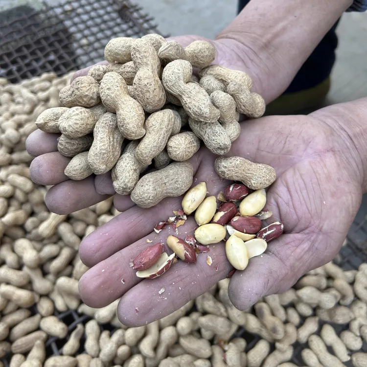 柴火铁锅粗砂炒花生，当季新花生，原味炒花生，现炒现发货