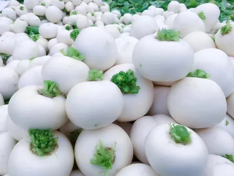 云桥圆根萝卜肉质细嫩、水分大、含糖量高、回口甘甜