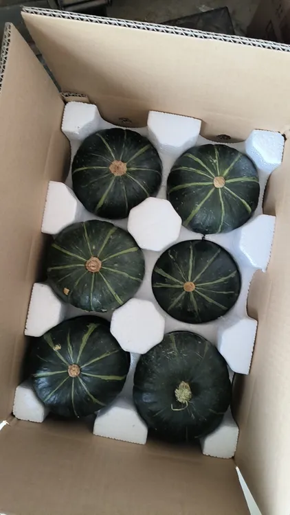 正宗贝贝小南瓜板栗味粉糯香甜适合孕妇宝宝辅食