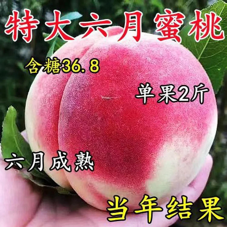 桃树苗嫁接水蜜桃树苗新品种特大耐寒耐旱南北方种植当年结果树苗