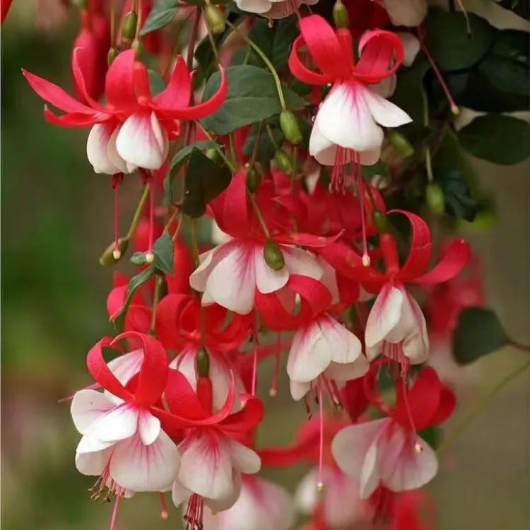 倒挂金钟盆栽灯笼花带花苞阳台庭院多年生垂吊四季绿植花卉年宵花