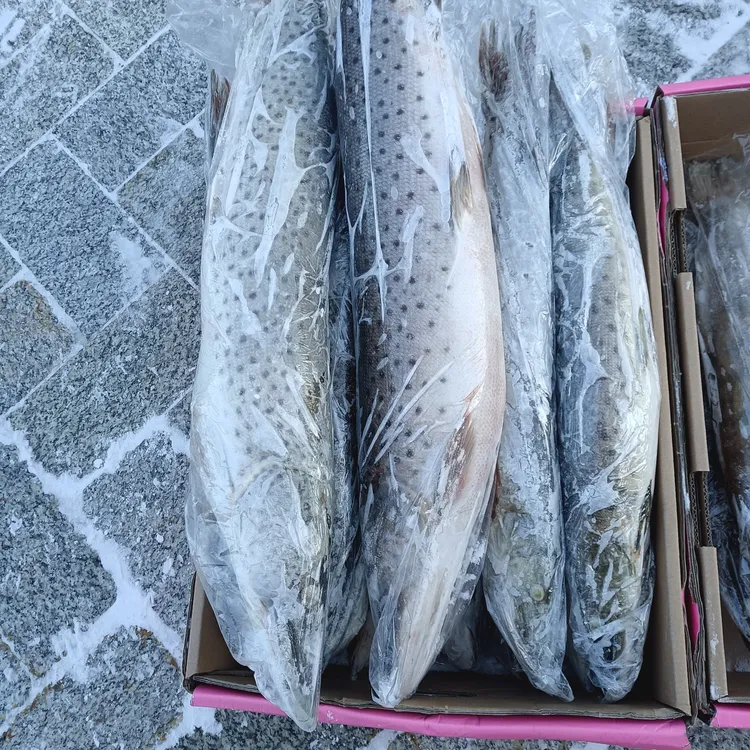 乌苏里江黑斑大狗鱼【抚远冷冻发货顺丰包邮】