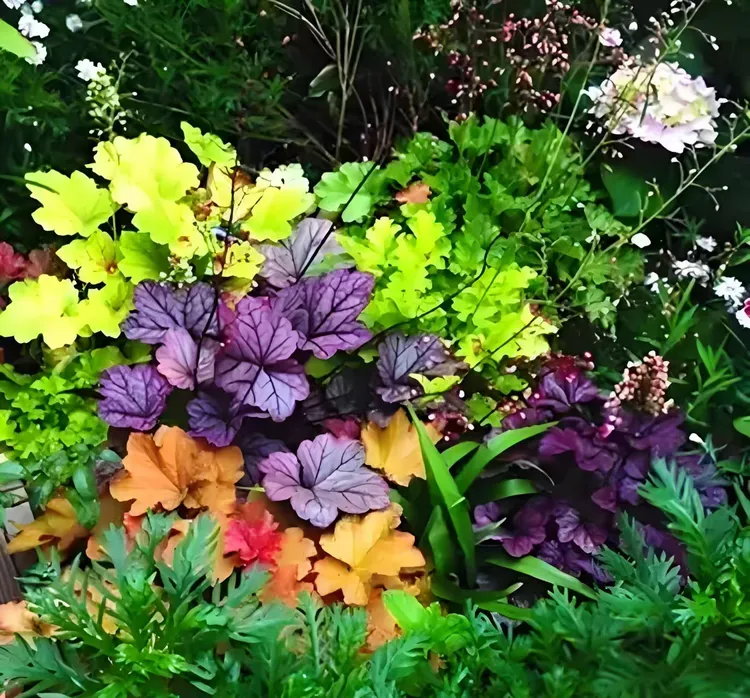 耐寒多彩矾根盆栽中苗组合适合阳台花园庭院四季观叶