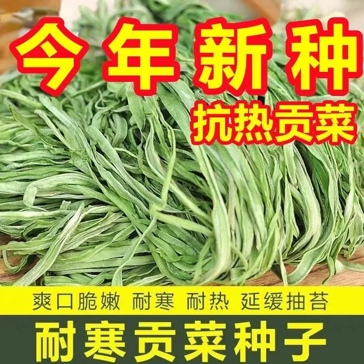 正宗贡菜种子长杆响菜山蛰菜四季高产耐抗热寒农家蔬菜种籽YL