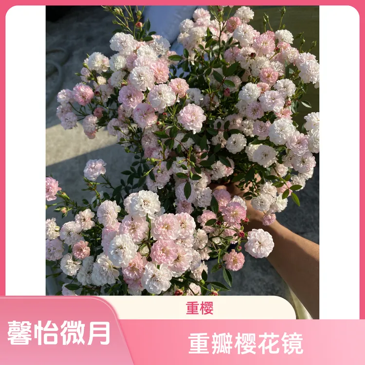 馨怡微月 重瓣樱花镜重樱 10口径方盆花期长高耐热耐寒耐雨
