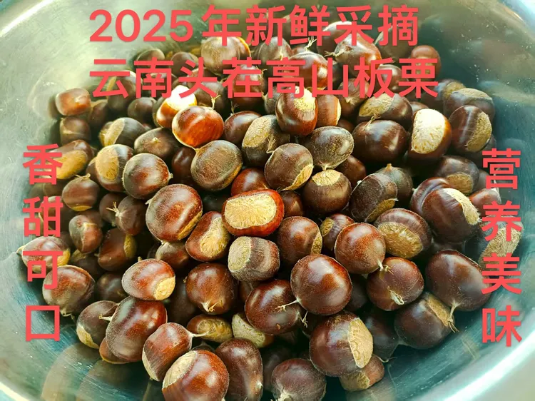 新鲜现摘红壳板栗香甜即食可做菜煲汤的深山老树板栗