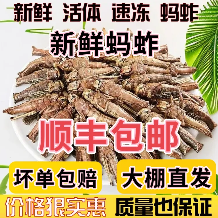 新鲜蚂蚱大号去翅纯母蝗虫食用昆虫蚱蜢速冻带籽混合去翅膀