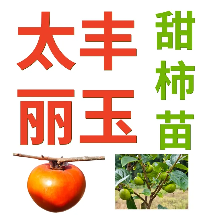 甜柿苗 太丰甜柿 丽玉甜柿苗 正宗对版亲民价 不包成活 柿子树